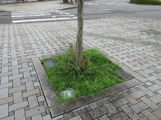 ビフォー.jpg