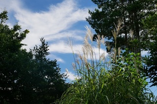 IMG_1524.jpg
