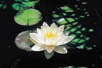 hasu-080815.jpg